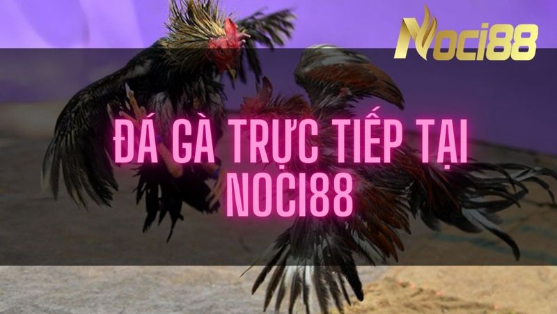 Tổng hợp các hình thức kèo đá gà trực tiếp hot nhất tại Noci88