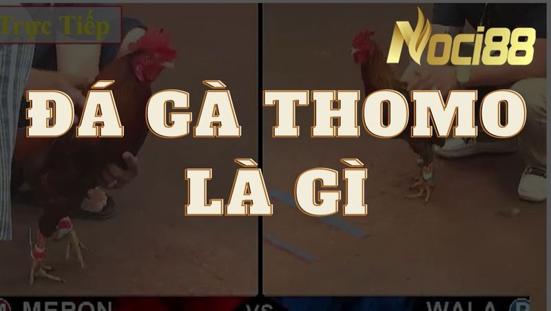 Đá gà Thomo trực tuyến là gì?