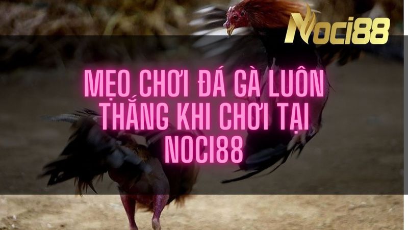 Một số mẹo đá gà trực tiếp để bạn đọc tham khảo