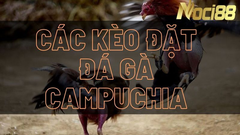 Có 3 loại kèo khi đá gà Campuchia mà chúng ta cần nắm rõ